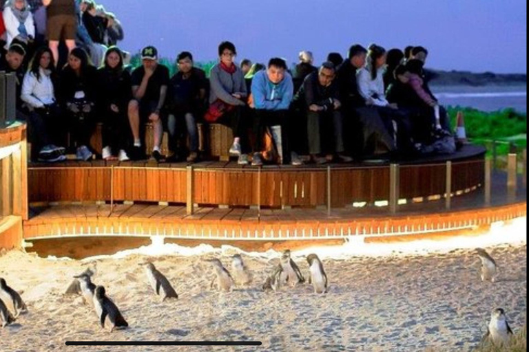 Melbourne: Phillip Island Private Tour with Penguin Parade