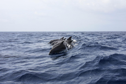 Excursión a Mnemba y los delfines desde kendwa o nungwi