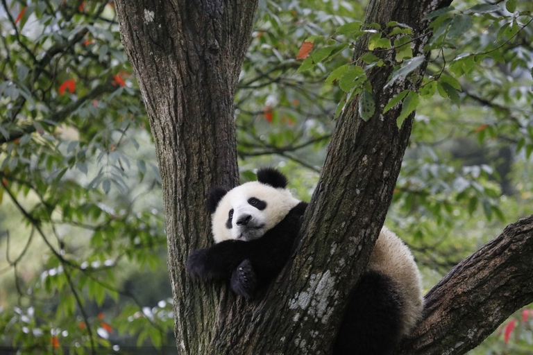 Private Tour: Discovering Pandas & the Majestic Giant Buddha Self-Guided: Discovering the Leshan Giant Buddha in a Day