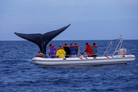 Patagonie : Observation des baleines dans la péninsule de Valdes