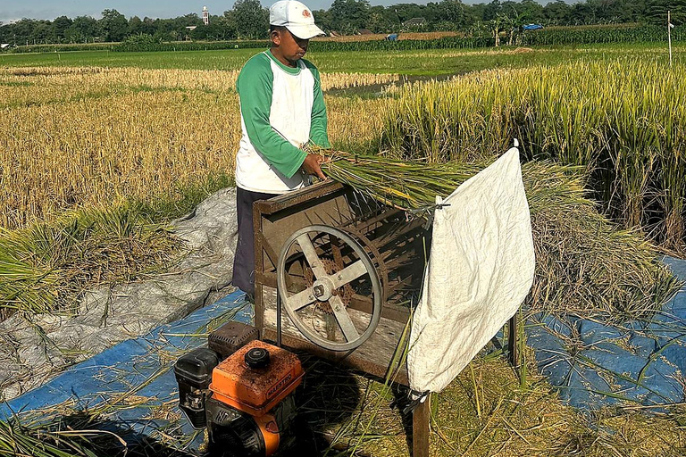 Yogyakarta: Cooking Class & Countryside Bike Tour with Lunch