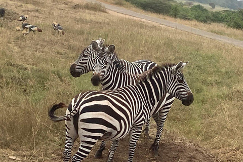 Nairobi National Park: Early Morning or afternoon adventure Early morning game drive in a Landcruiser JEEP