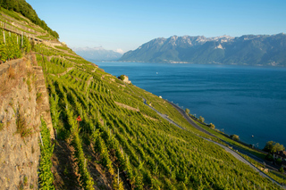 Lavaux UNESCO – Vigneti e degustazione — Furgone privato da Montreux