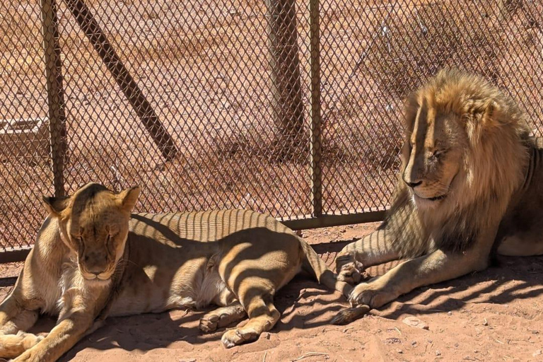 Cape Town Big 5 afternoon safari with lunch and transport