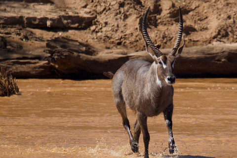 3 Days, 2 nights safari to Samburu National Reserve 3 Days private safari in a 4x4 Landcruiser jeep