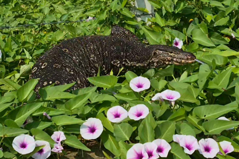 Negombo To Muthurajawela Wetlands Bird Watching Boat Tour