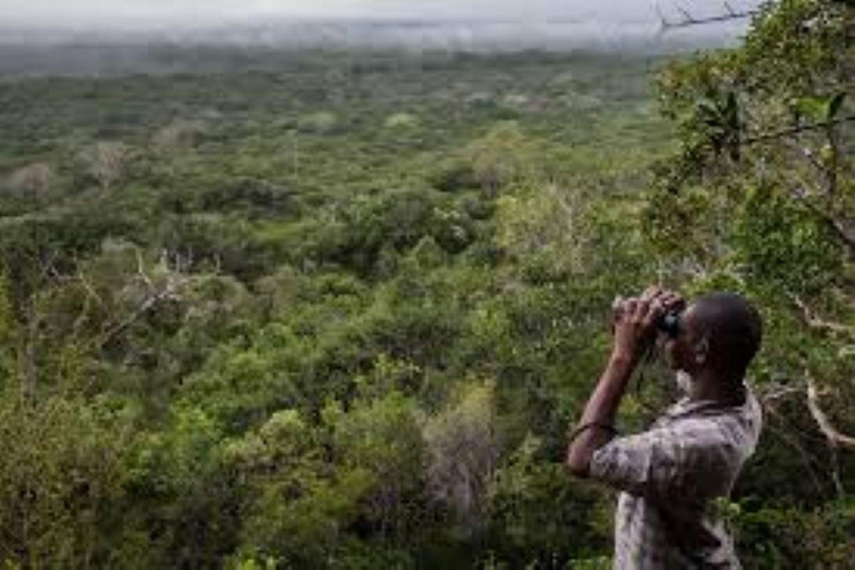 Malindi/Watamu: Guided tour to Arabuko Sokoke Rain Forest