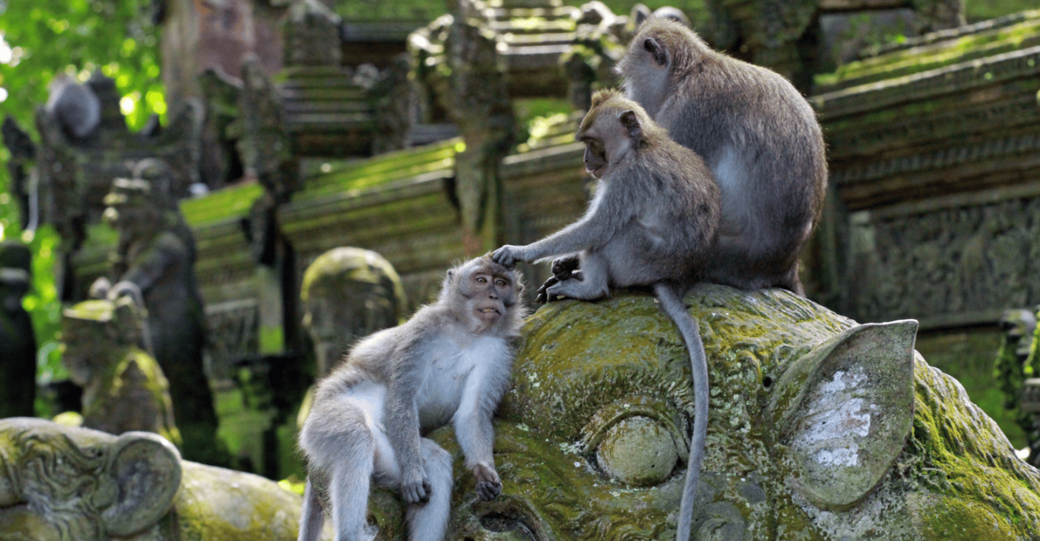 From Bali: Saraswati Temple, Monkey Forest, Ubud Waterfalls photo 9