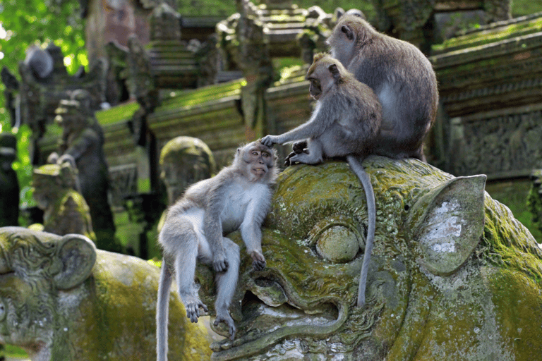 Ubud: Monkey Forest, Waterfall, and Rice Terrace Tour Private Tour Includes Entry Tickets