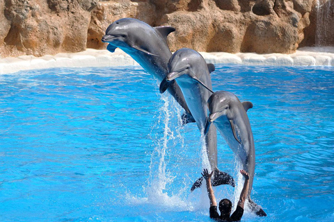 Alanya : spectacle de dauphins avec prise en charge et retour à l&#039;hôtelAlanya : spectacle de dauphins et baignade facultative avec les dauphins