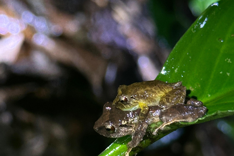 Monteverde: Night Tour with Night Vision Goggles