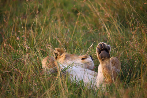 Maasai Mara: Three days, Wildebeest migration, 4*4 Jeep