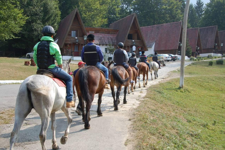 Brașov: Horseback Riding Experience