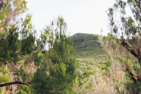 Funchal: Vereda do Fanal PR13 Hiking with Transfer & Guide