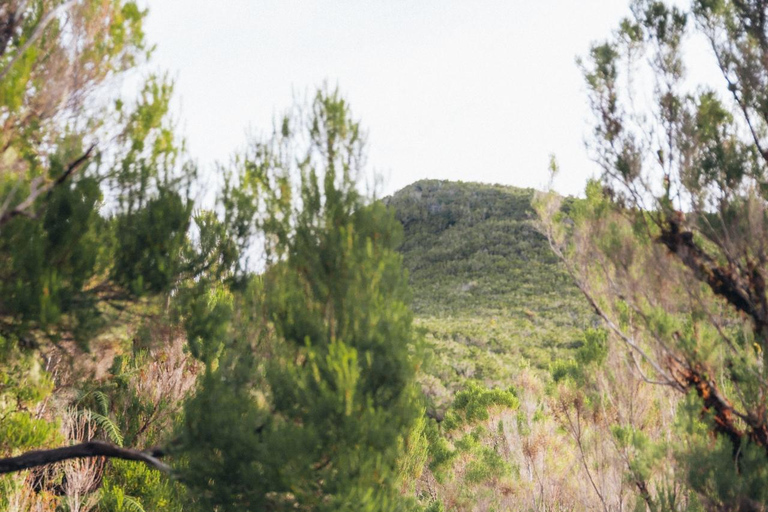 Funchal: Vereda do Fanal PR13 Hiking with Transfer & Guide