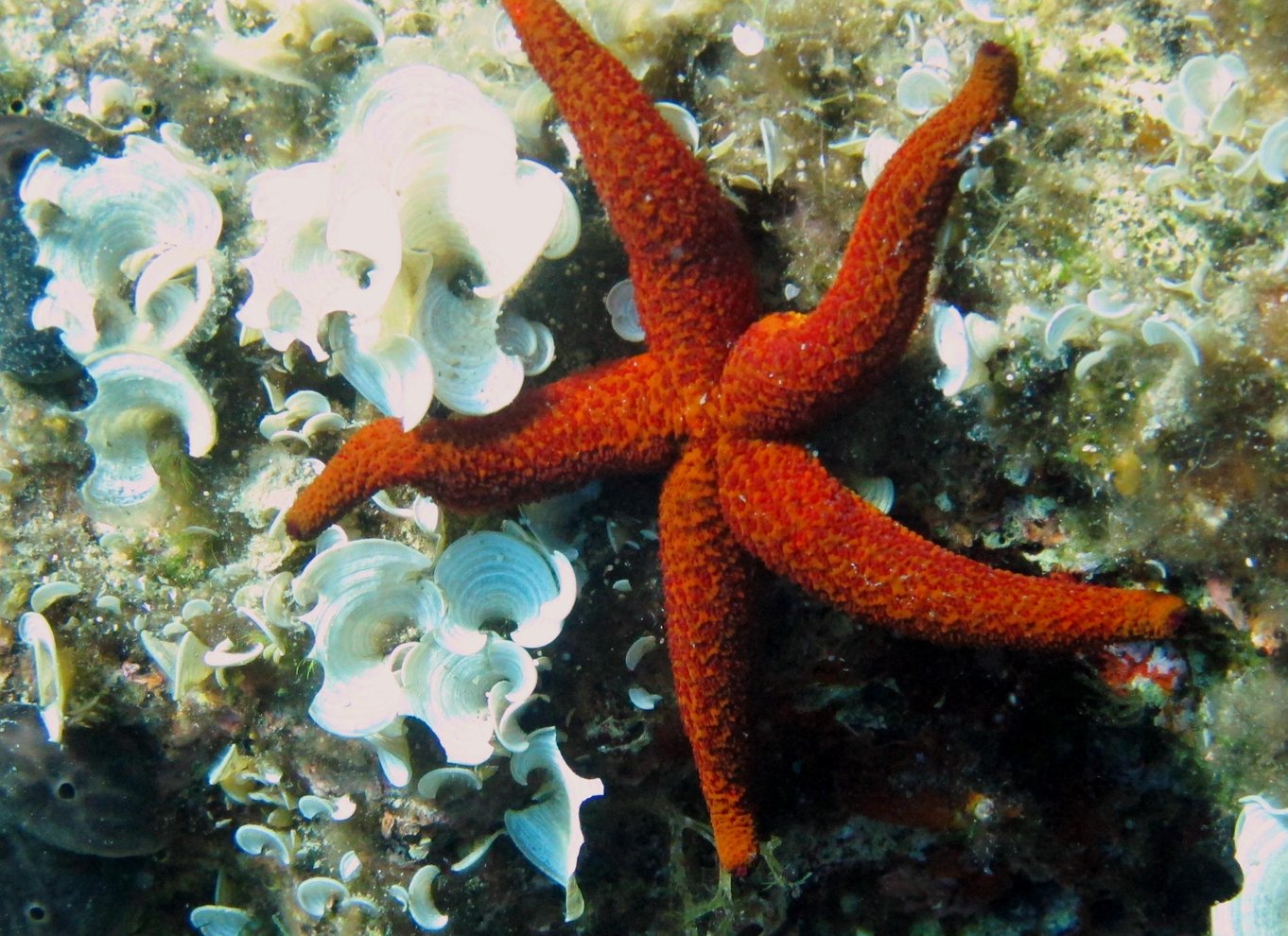 Halkidiki-Kassandra: Dykning for begyndere