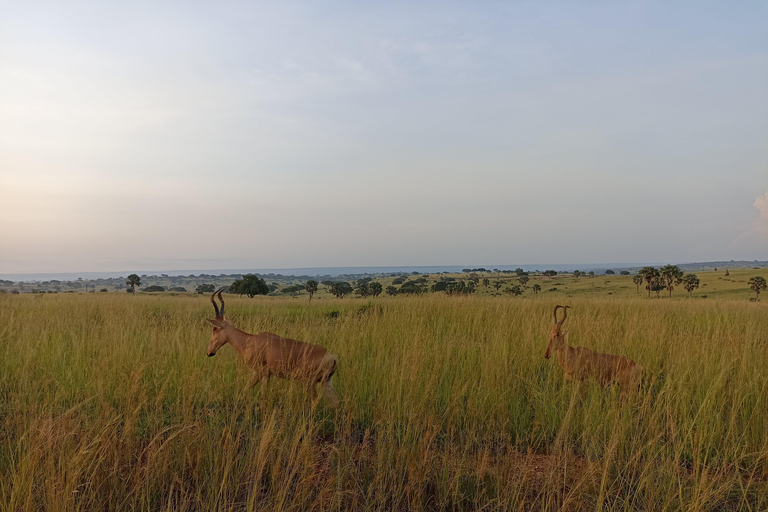 3Days Murchison falls and Boatcruise (Croisière en bateau)