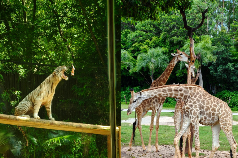Guangzhou Chimelong: Safari Park/Paradise（Optional Day Tour） Chimelong Paradise – Adult
