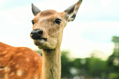 Nara: Deer, Photos, and Japanese Tea Social Experience