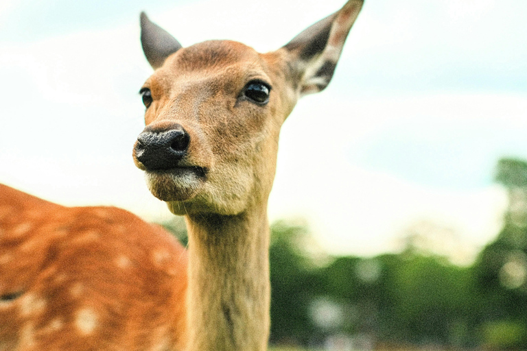 Nara: Deer, Photos, and Japanese Tea Social Experience