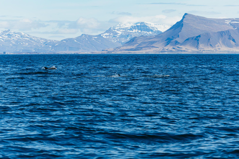 Reykjavik: Valskådningstur med RIB-båt