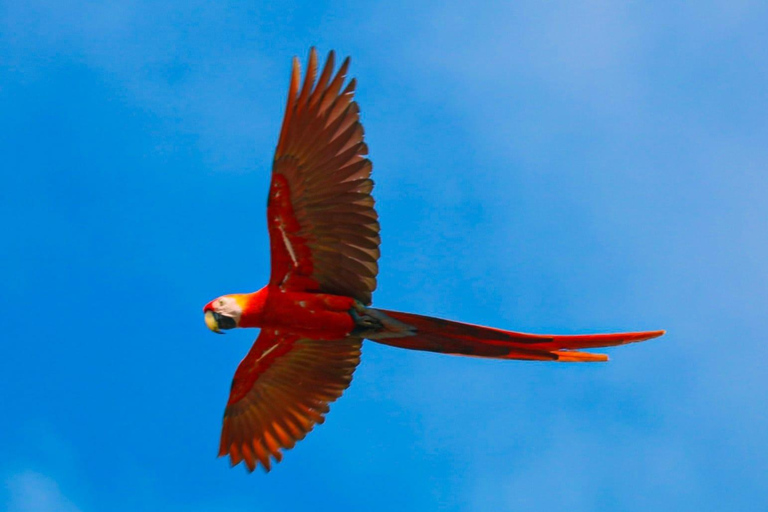 Uvita: Corcovado Rainforest & Wildlife Adventure