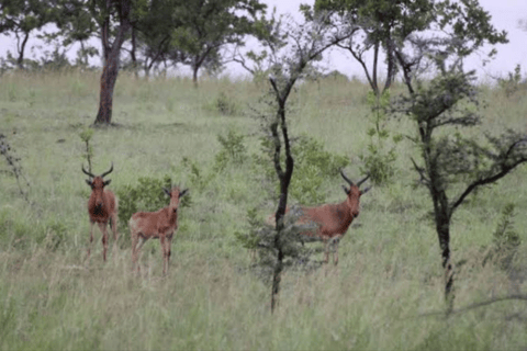 Von Addis Abeba: Tagesausflug zum Menagesha-WaldVon Addis Abeba: Tagesausflug in den Menagesha-Wald