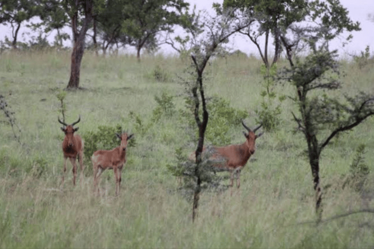Von Addis Abeba: Tagesausflug zum Menagesha-WaldVon Addis Abeba: Tagesausflug in den Menagesha-Wald