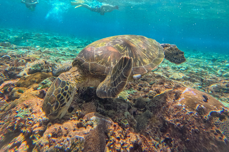 从巴厘岛出发：努沙佩尼达魔鬼鱼浮潜私人乘船观光共享游船之旅（含午餐，巴厘岛酒店接送服务）