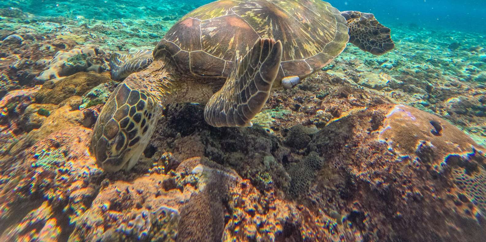 Bali: Premium Yacht Nusa Penida Manta Snorkeling & Land Tour — gallery image 64