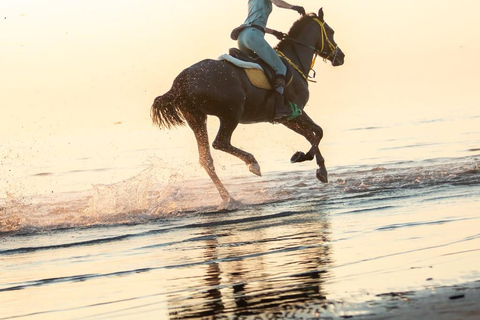 Durrës: 1-Hour Horseback Riding for Experienced Riders