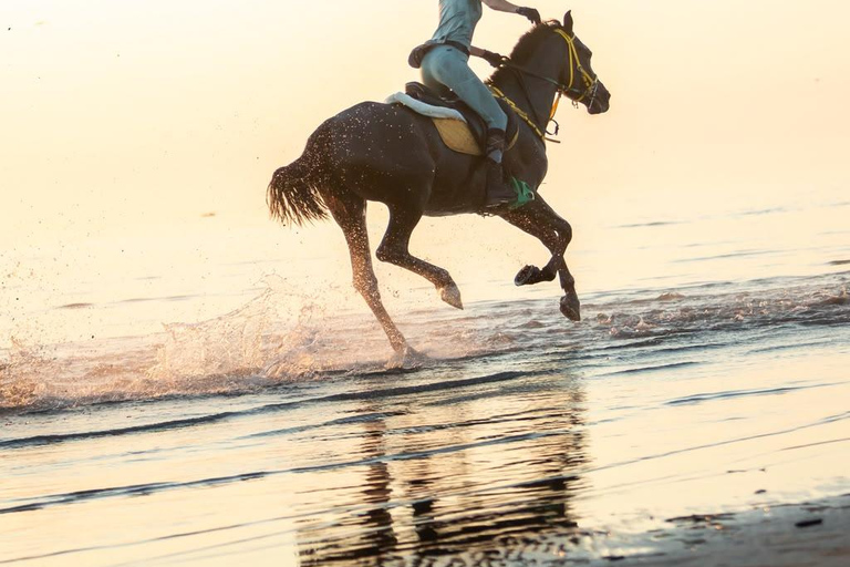 Durrës: 1-Hour Horseback Riding for Experienced Riders