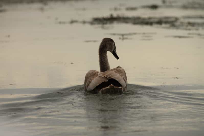 MURIGHIOL: Danube Delta Boat Tour with Guide