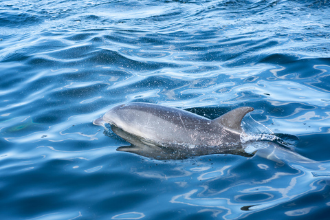 sailing yacht tour along the chilean coastline