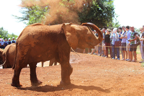 Depuis Nairobi : Visite de l&#039;orphelinat d&#039;éléphants David Sheldrick