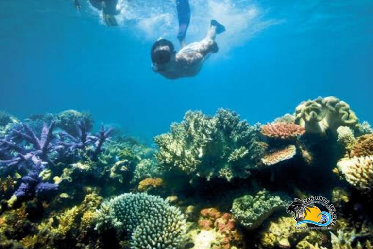 Zanzibar: prywatne nurkowanie w Błękitnej Lagunie i pływanie z rozgwiazdamiTransport do hotelu w dowolnym miejscu na Zanzibarze