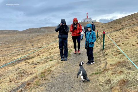 Penguin Expedition: Sailing to Isla Marta and Magdalena from Punta Arenas Penguin Expedition: Sailing to Isla Marta and Magdalena Island from Punta Arenas