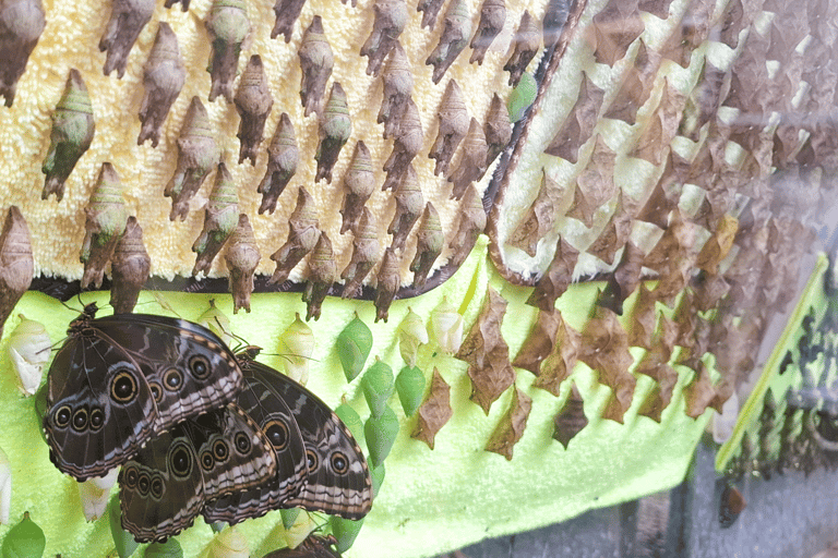 Boquete Butterfly House: Panama's Largest Butterfly Exhibit