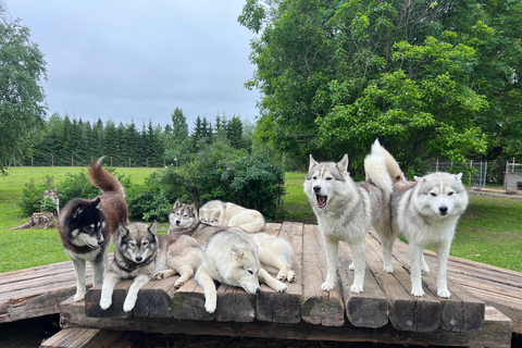 Tallinn: The Pack Power - Authentic Husky Ride Ridaküla: The Pack Power - Authentic Husky Ride