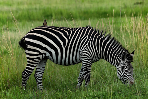 Zanzibar: 2-daagse safari naar het nationale park Tarangire