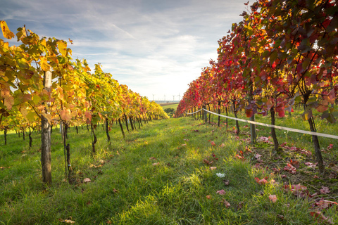 Vienna: Vienna Woods Tour with Underground Lake and Wine