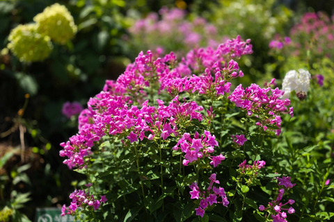 From Seoul: Garden of Morning Calm Day Tour by train