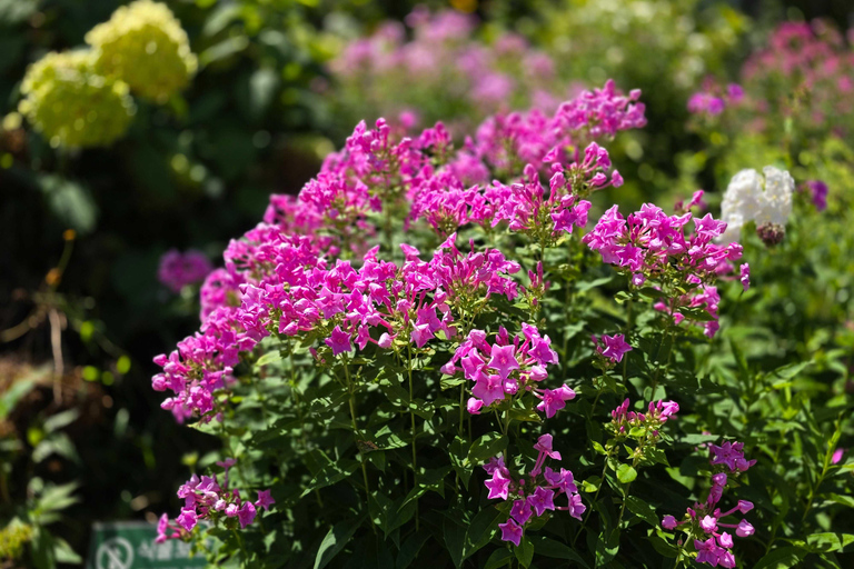 From Seoul: Garden of Morning Calm Day Tour by train