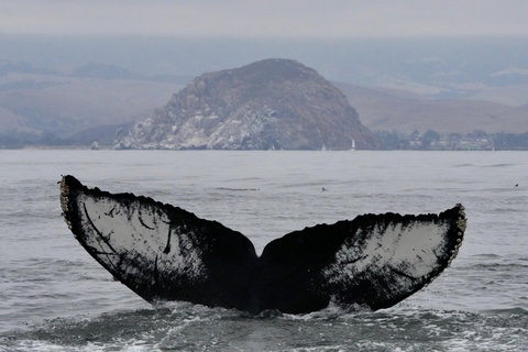 Morro Bay: Whale Watching with Lost Isle Adventures