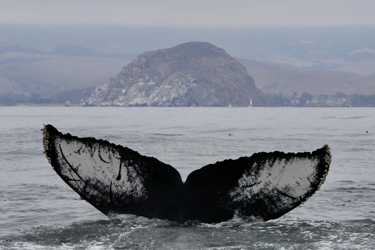 Morro Bay: Whale Watching with Lost Isle Adventures