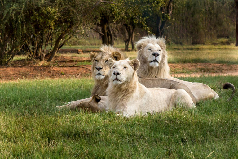 Lejon- och safaripark: Game drive i öppet fordonLejon- och safaripark: Piratfärd med öppet fordon