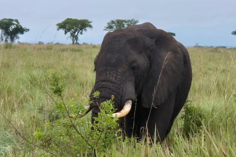 Kigali: Akagera National Park Safari with Boat Cruise