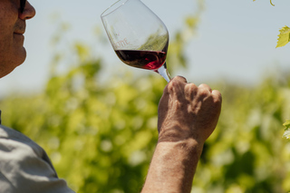Rhône Valley: Vineyard Tour with Food Tastings and Transportation Included