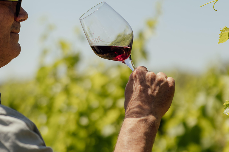 Rhône Valley: Vineyard Tour with Tastings and Transportation Included Rhône Valley: Winery Tour with Food Tastings and Transportation Included