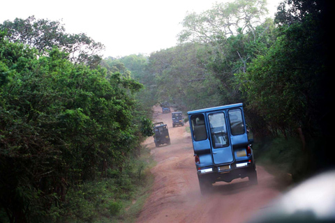 In the Wild: Minneriya National Park Safari from Sigiriya